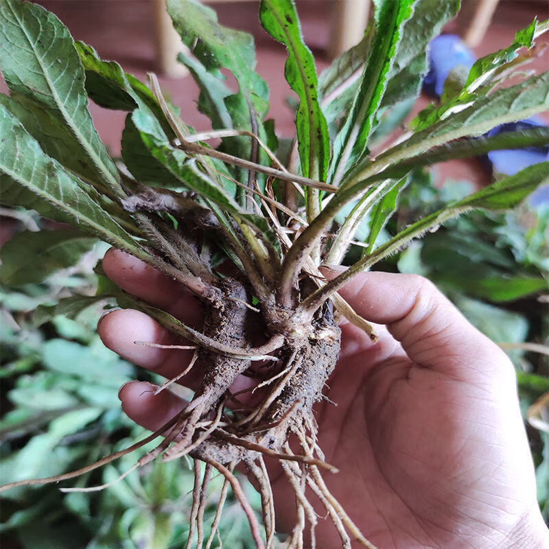 东居堂新货地胆头干货新鲜晒干矮脚地胆头草根煲汤料凉茶 精选野生地胆头带泥 250g