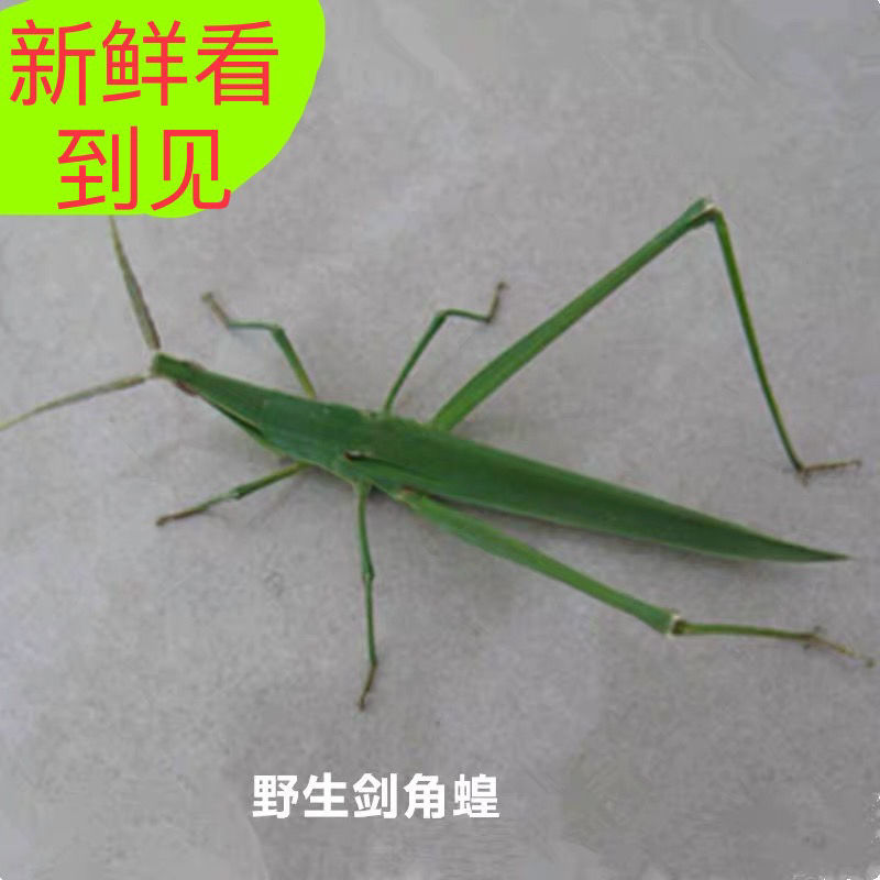 伟博中药材剑角蝗蚂蚱扁担钩蚂蚱大蚂蚱夹稍木甲尖头蚱蜢蝗虫活体速冻