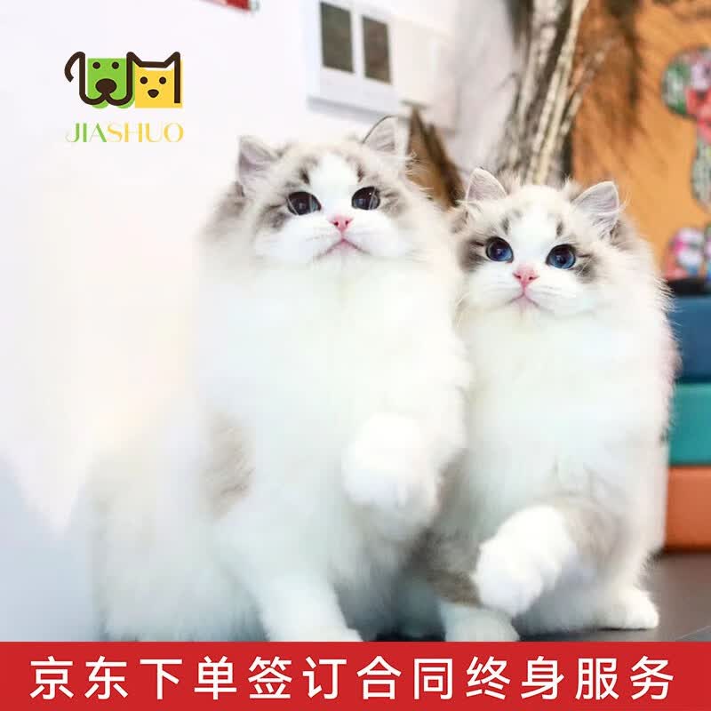 佳朔【视频选猫】纯种布偶猫活体幼猫宠物猫蓝眼睛仙女猫性格粘人甜美 宠物级 【山双色布偶】 咨询视频挑选【签订正规合同】使用感如何?