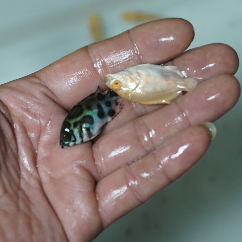 萌小鼠地图鱼活体猪仔鱼苗小耐活好养热带观赏鱼大花黑猪黄金地图 黄