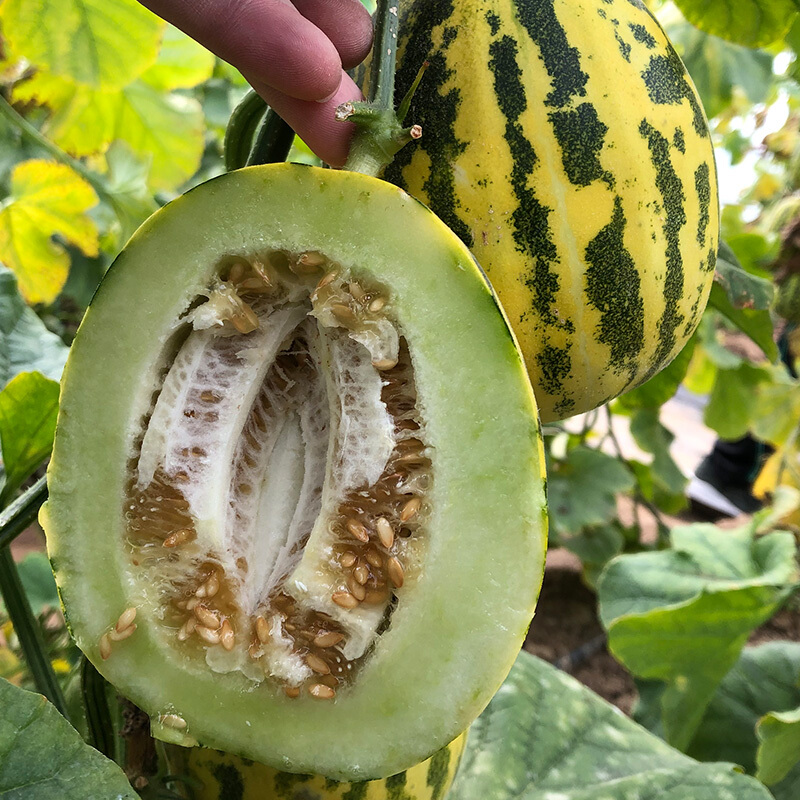 桃李村山东花蕾甜瓜东北香瓜花姑娘八里香花皮时令水果生鲜 5斤