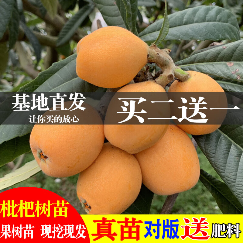 砂糖枇杷苗无核枇杷果苗嫁接盆栽特大庭种植当年结果 大五星枇杷5年苗