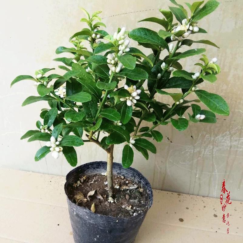 檸檬盆栽檸檬果苗盆栽檸檬苗果樹苗木 6年生品種備注當(dāng)年結(jié)果苗 不含盆