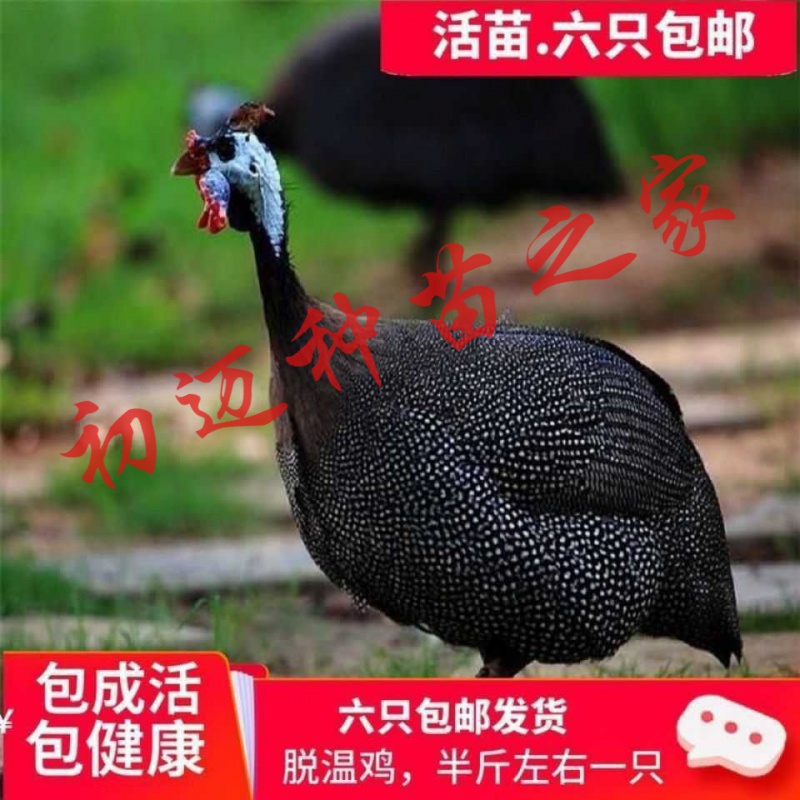 大珍珠鸡土鸡活体活鸡养殖技术服务 一斤左右四只(公母可分)