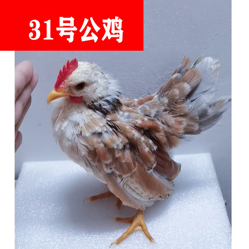 小体塞拉玛公鸡成年种公鸡异色灰观赏鸡家养小宠物 纯种小体塞拉玛公1