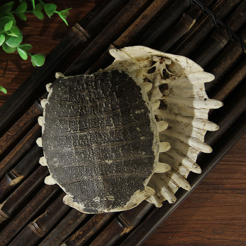 生鳖甲新货鳖甲鳖盖子 鳖甲壳整个甲鱼壳干货鲜制鳖甲 鳖甲100克