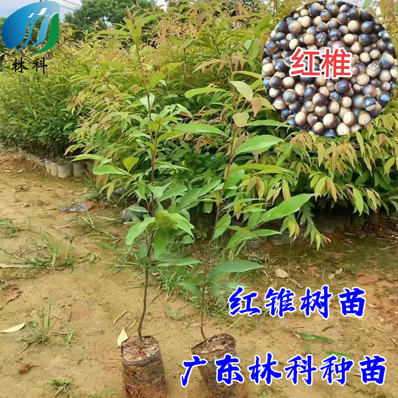 姒桀红锥树苗锥栗锥丝栗红椎名贵木材南北方种植红锥庭院园林绿化植物