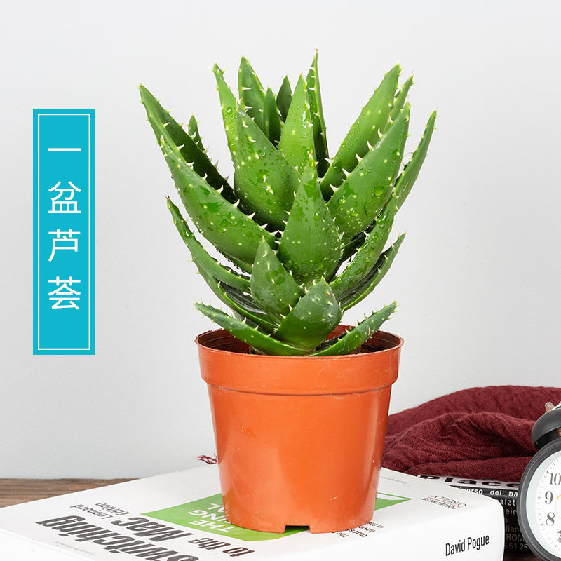 芦荟盆栽室内植物办公桌多肉四季好养花卉卫亮 三年大芦荟一盆(简易盆