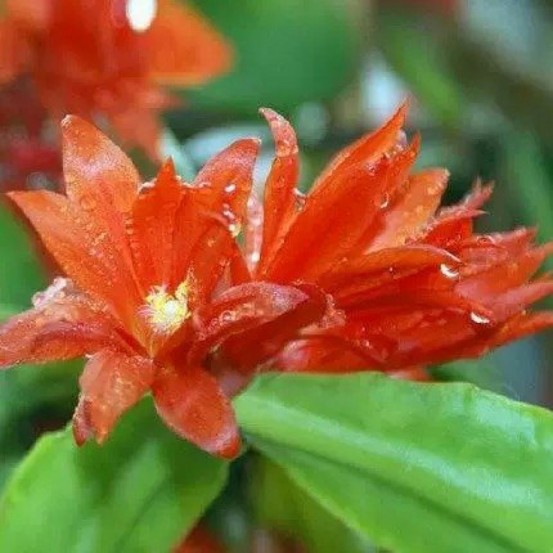 嫁接蟹爪兰盆栽花苗蟹爪莲苗带根植物花卉 桔色28颗 含盆