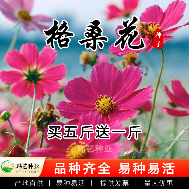 景观绿化 草花种子 矮杆波斯菊混色1000粒