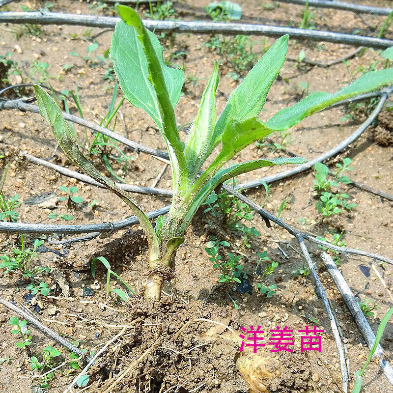 洋姜种子野生 洋姜新鲜现挖菊芋苗鬼子姜 洋姜种子食用南北方种植 5颗