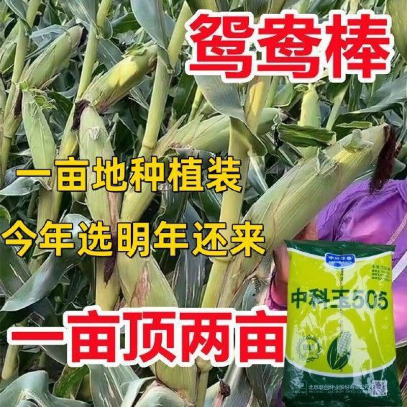 禾之润杂交玉米种籽中科玉505矮杆特大棒双胞胎老品种早熟高产包谷