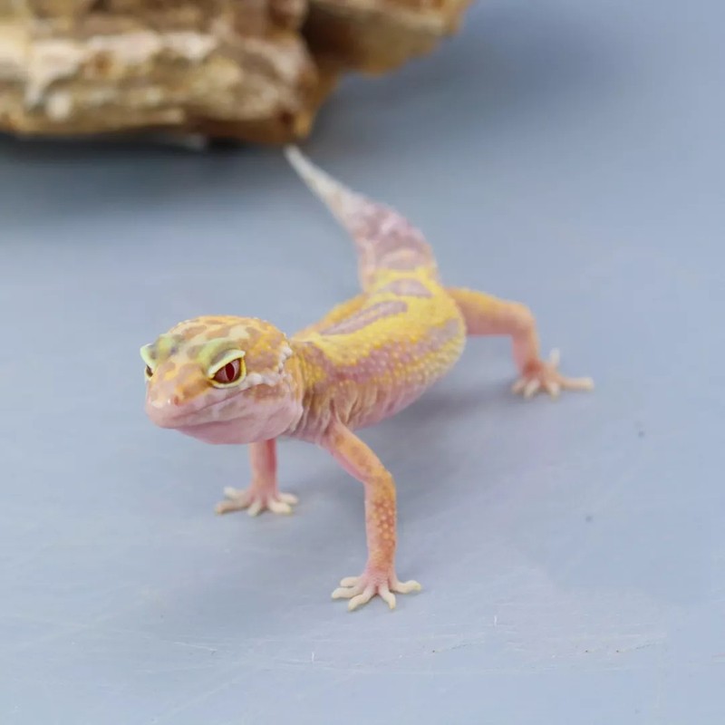 double yellow豹纹守宫活体 新手入门懒人爬宠异宠物蜥蜴温顺可爱