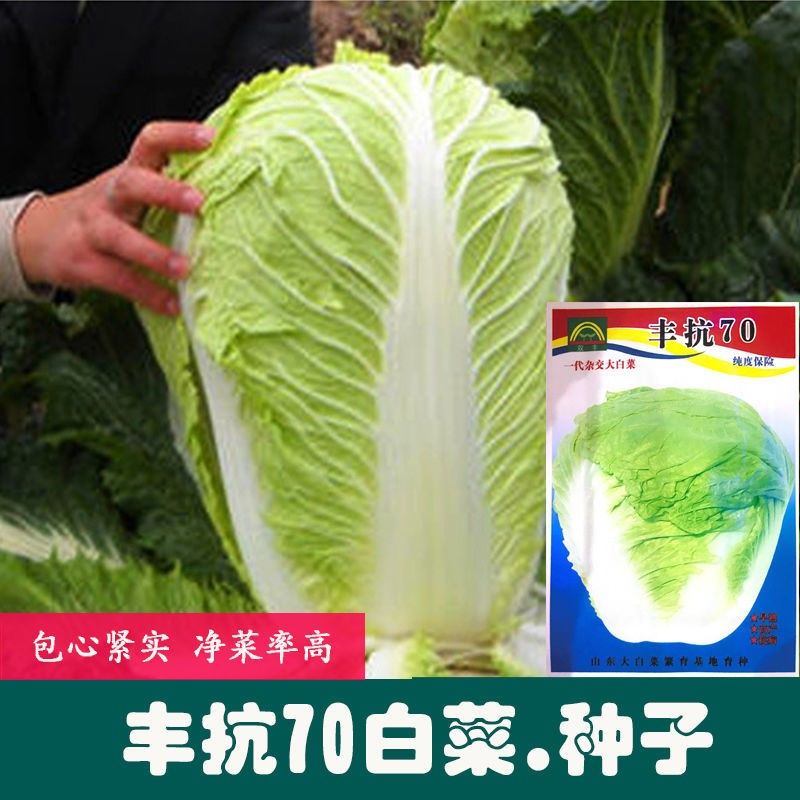 杂交柔嫩包心白菜籽蔬菜种子颗颗十八斤 丰抗70白菜种子原厂包装1袋