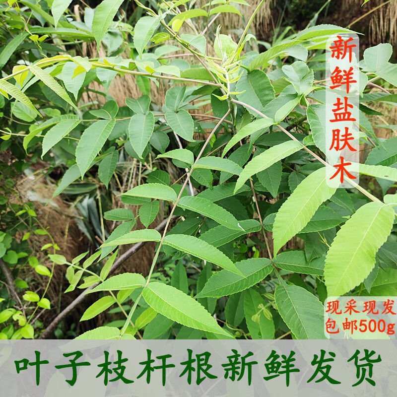 广西野生新鲜盐肤木 盐酸木树盐霜柏五倍子树五倍柴五倍子蒲连盐