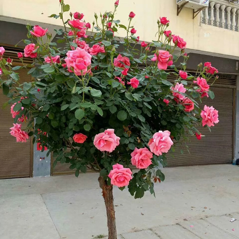 棒棒糖树桩月季花苗特大花朵花卉植物庭院四季开玫瑰带花树状月季 1