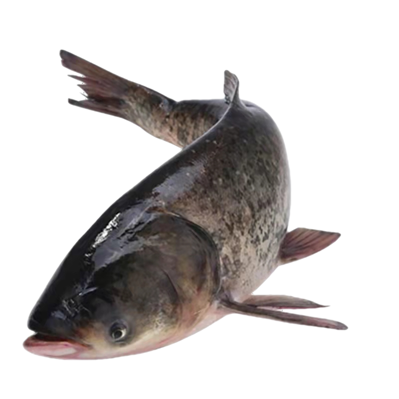 �g����ǧ������ͷ�� ǧ�������㵭ˮ��������ͷ���ͷ 5-40������ 5�����