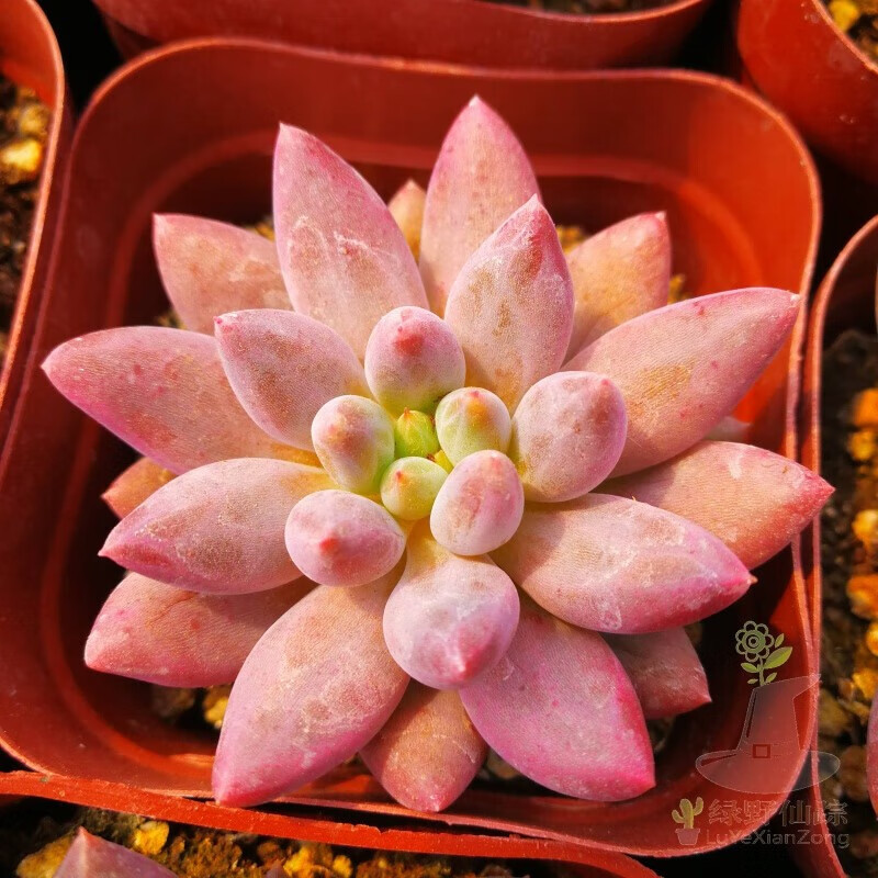 轩林美  多肉植物 红色肉肉 红色系 精品肉肉 红蜻蜓4公分左右