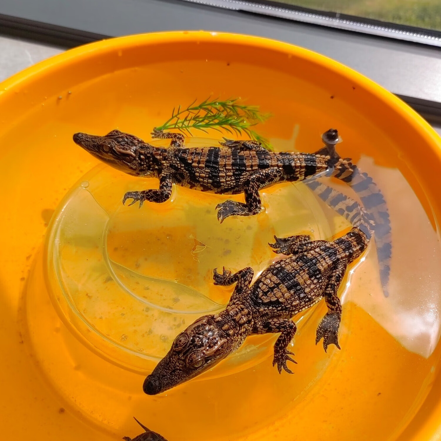 宠物小鳄苗鱼泰鳄宠物幼崽幼苗包活到家人工饲养养鳄苗受精蛋 泰鳄20