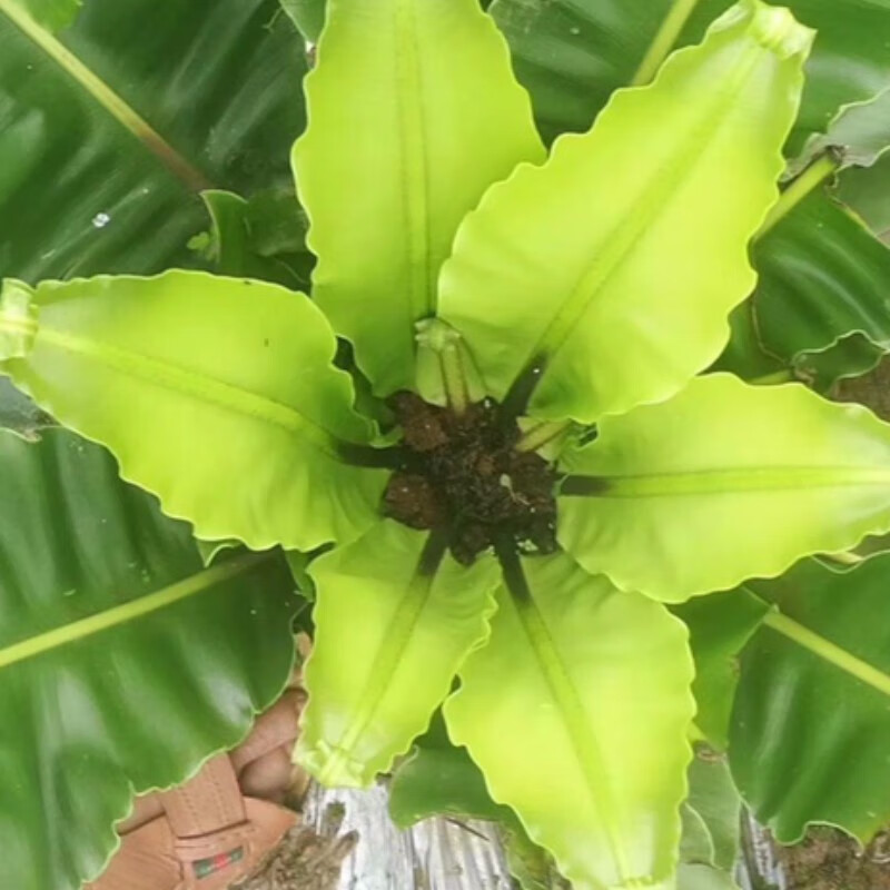 【顺丰冷链-现货】1-10斤装  新鲜台湾现摘山苏叶酒店特色菜山苏菜