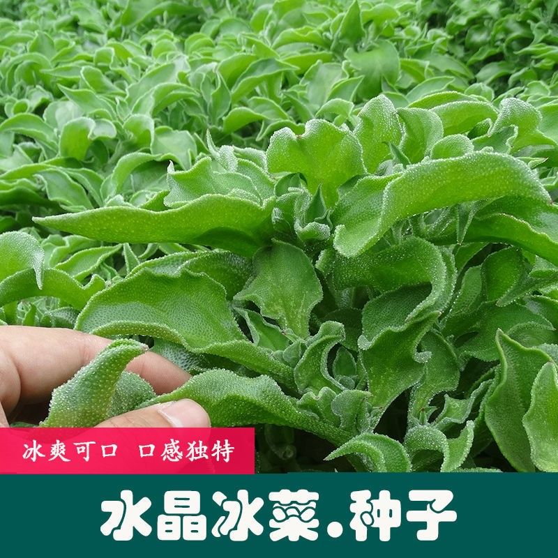 水晶冰菜种子原厂包装1袋
