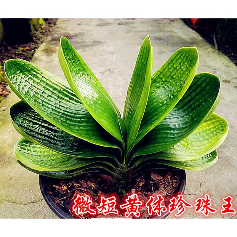 长春君子兰 名贵黄体珍珠王 微短叶圆头宽叶麻脸坑纹成兰小苗 微短