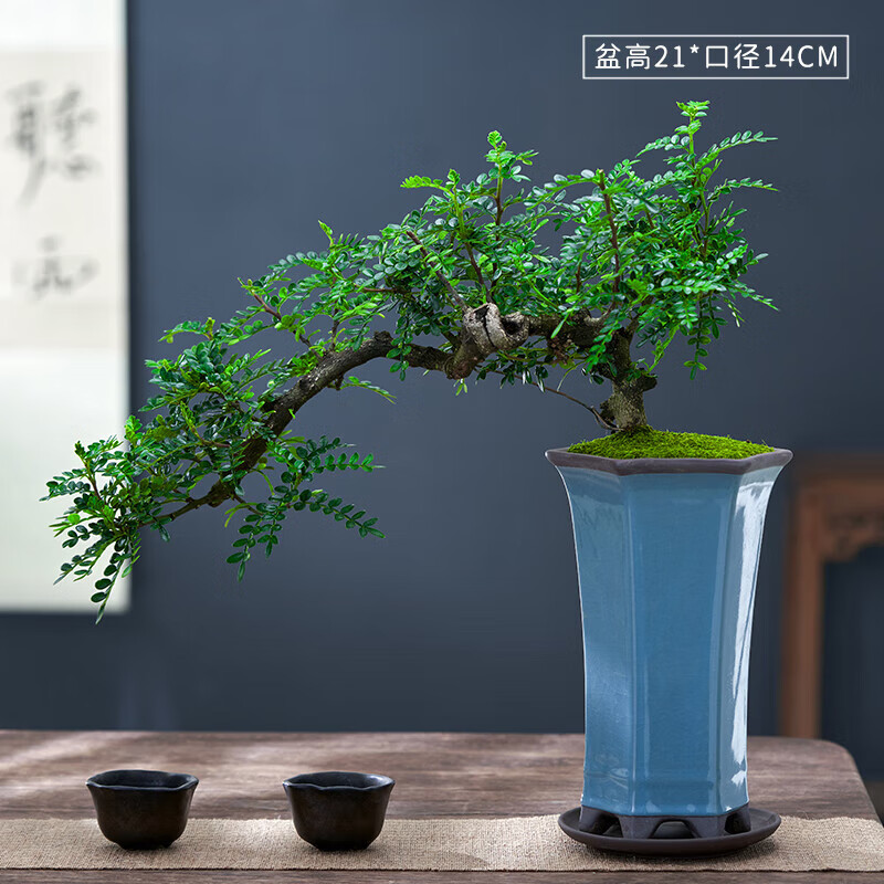 素蜜清香胡椒木老桩悬崖临水造型盆景室内驱蚊植物茶室净化空气绿植