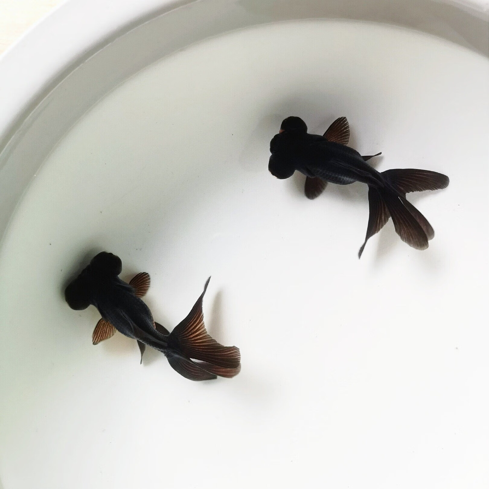 墨之瑶精品龙睛大眼睛金鱼活体鎏金观赏鱼练手鱼宠物冷水鱼皮实好养耐