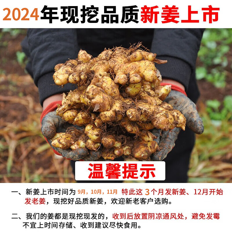 中鲜生 云南小黄姜 现挖生姜 新姜月子姜 新鲜蔬菜生鲜 小黄姜3斤净重
