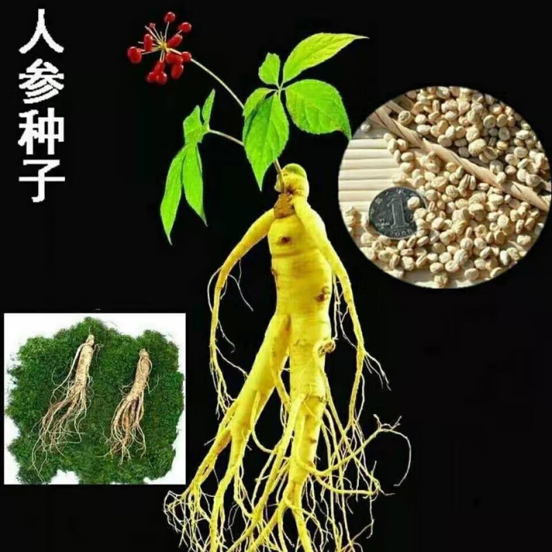 人参种子东北长白山野山参子四季种植人参种子苗多年生药材籽 人生