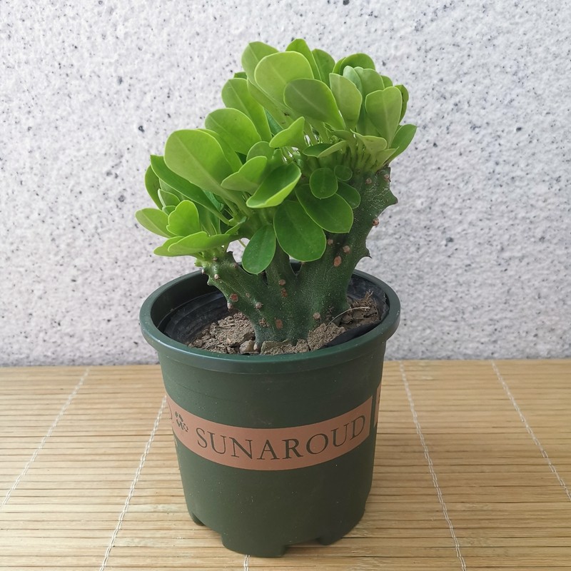 麒麟掌 带叶玉麒麟 嫁接麒麟掌盆栽 室内客厅庭院阳台桌面绿色多肉