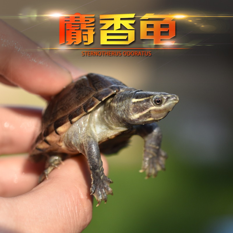 尾巴日记(taildiary)预售麝香龟麝香蛋龟深水龟剃刀龟乌龟苗观赏龟