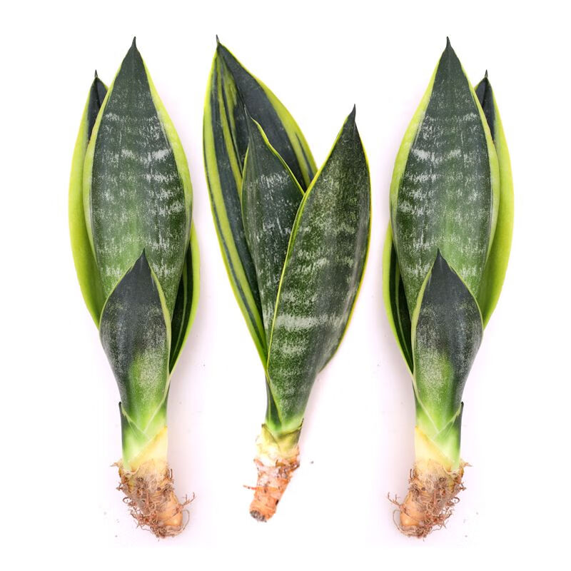 艾风格大金边白玉兰虎皮兰大棚卧室绿植金边虎皮兰 黄金色兰一棵(25