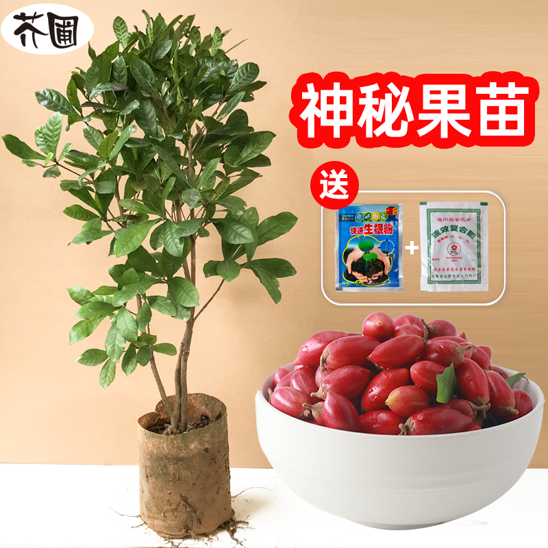 芥圃 神秘果树苗盆栽地栽奇迹果苗南方种植梦幻果树带叶带土发货 神秘