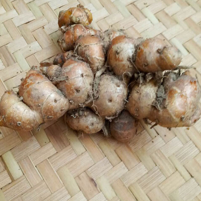 广东湛江特产现挖正宗新鲜沙姜三奈山奈沙姜种子个大香浓 50克装 不