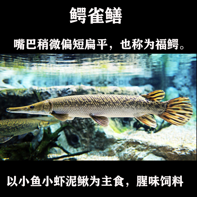 雀鳝 相关京东优惠商品排行榜 价格图片品牌优惠券 虎窝购