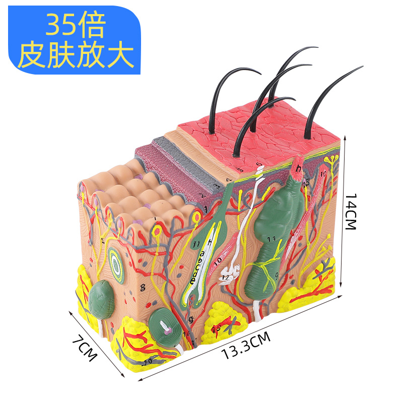 环保结构型式毛囊构造解剖人体皮肤组织结构放大模式模型结构图 35倍