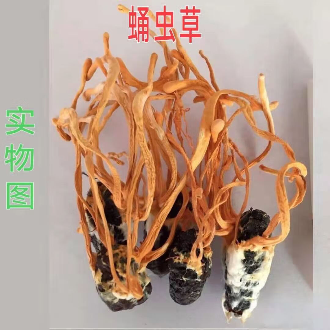 真带蛹体北冬虫夏草特级孢子头野生干货煲汤泡酒 蛹虫草 20克