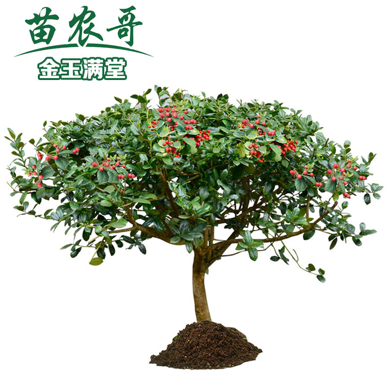 致荟树金玉满堂树球 四季常青园林绿化植物无刺枸骨球庭院绿化苗木