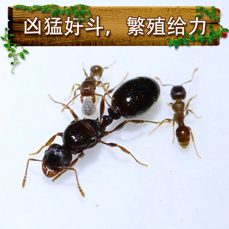 草地铺道蚁tetramoriumcaespitum宠物蚂蚁世界工坊礼物昆虫 摄 蚁后2