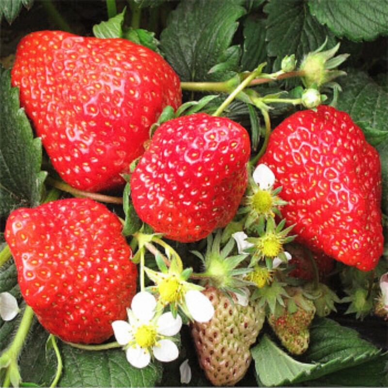 苗 奶油草莓 庭院阳台盆栽地栽果树苗 攀援草莓当年结果 l章姬草莓 10