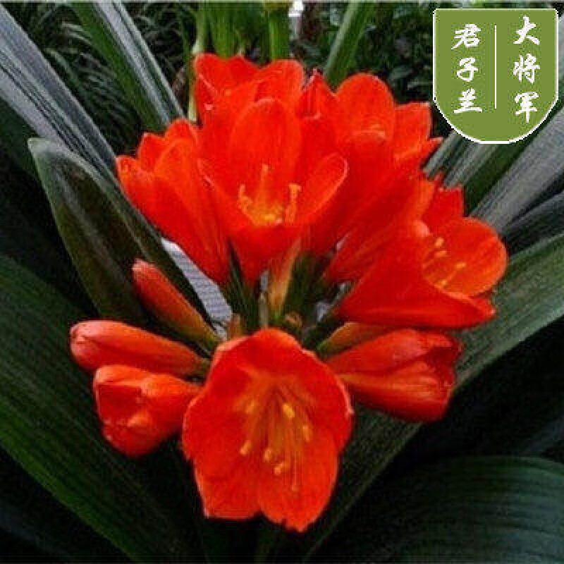 宽叶大将军6-9片叶加仑盆 带盆栽好