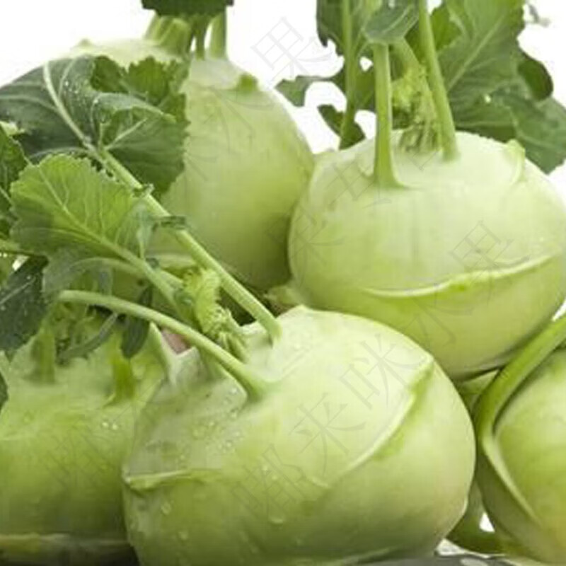 云南新鲜苤蓝 蔬菜苤茄莲球疙瘩 甘蓝菜头 芥菜大头 新鲜采摘 3斤