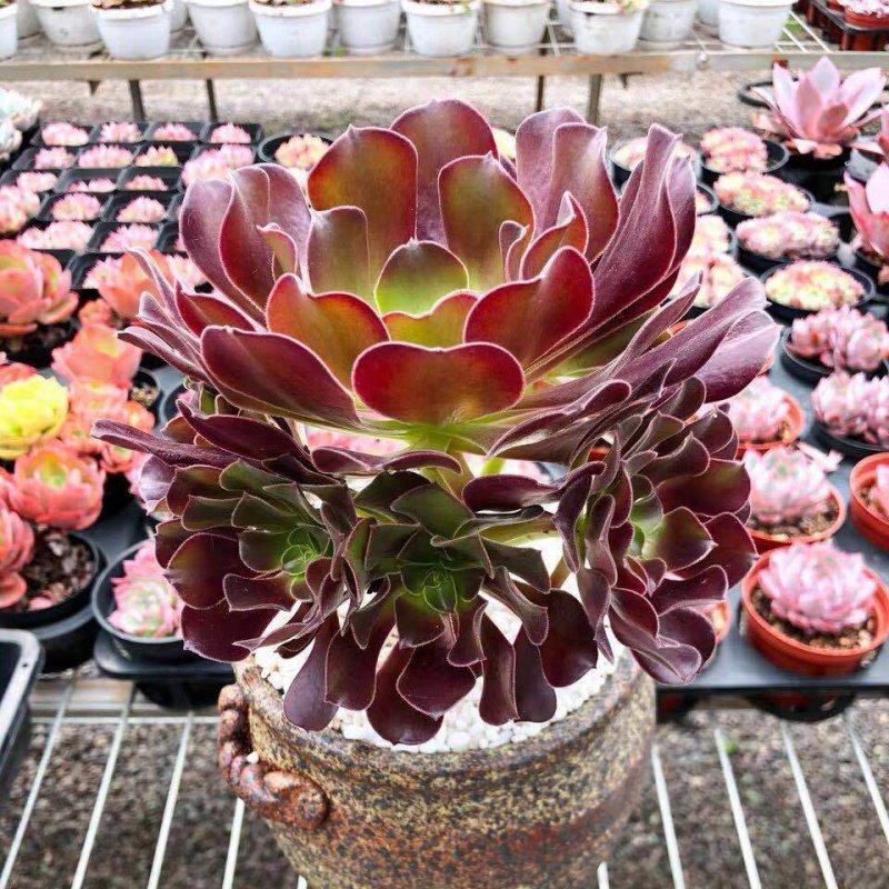 mojy黑法师多肉植物盆栽法师多肉老桩超大多头组合绿植 欧紫10头以上