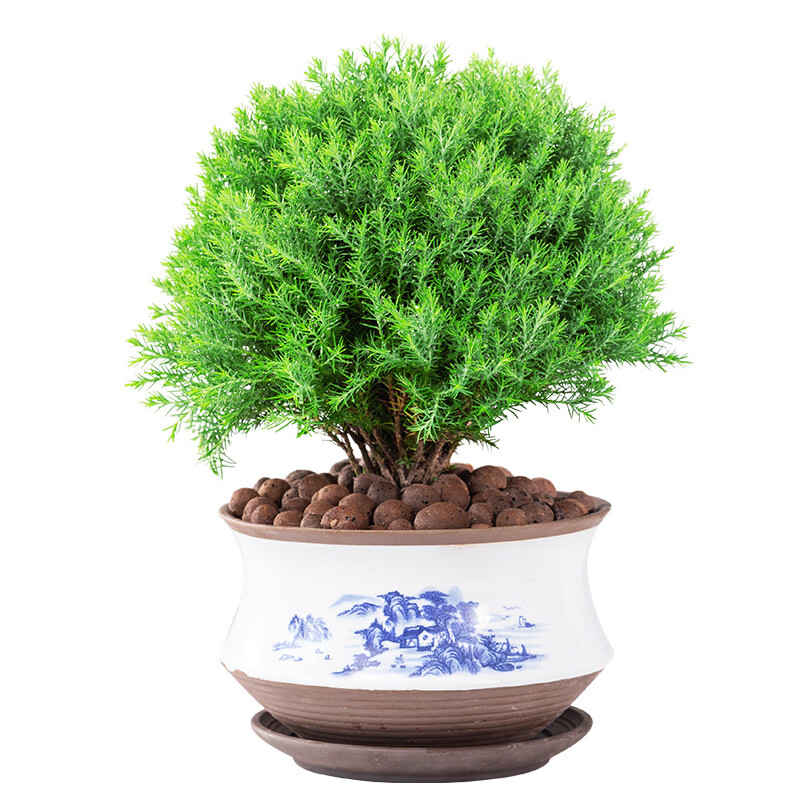 叹为观止雾松盆栽雾凇四季常青好养小盆景绿色小盆栽造型花卉客厅微景观 六年苗大雾松一颗(不含盆) 带盆栽好