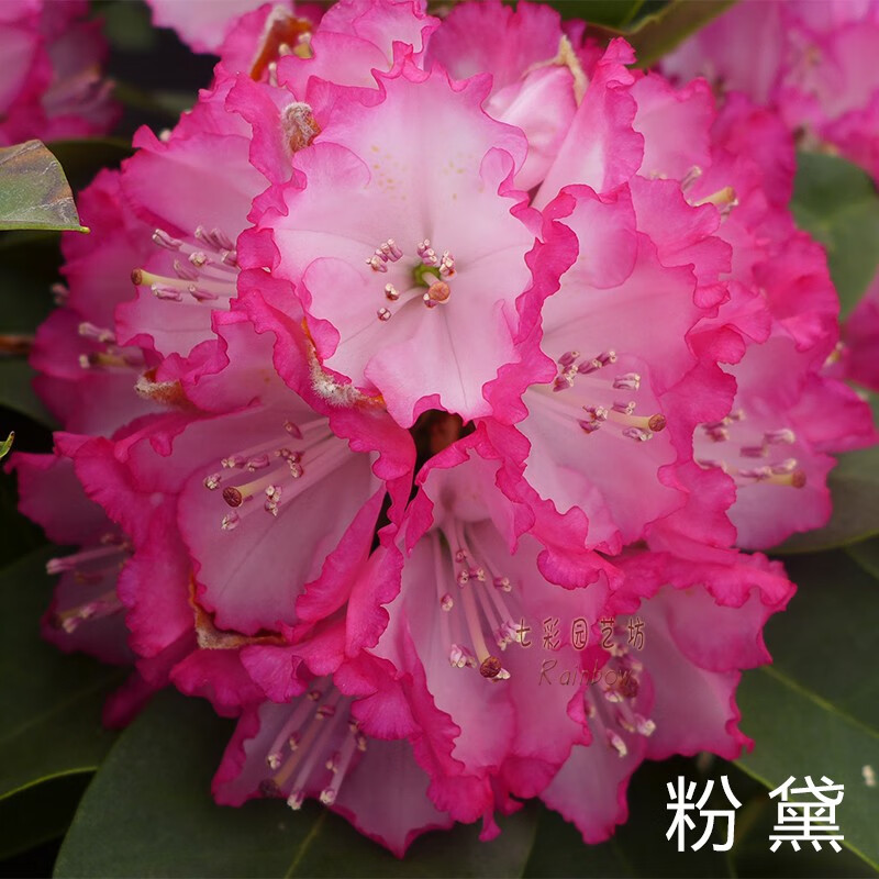 耀强高山杜鹃花盆栽苗带花苞庭院耐寒植物常绿春季开花阳台七彩园艺坊