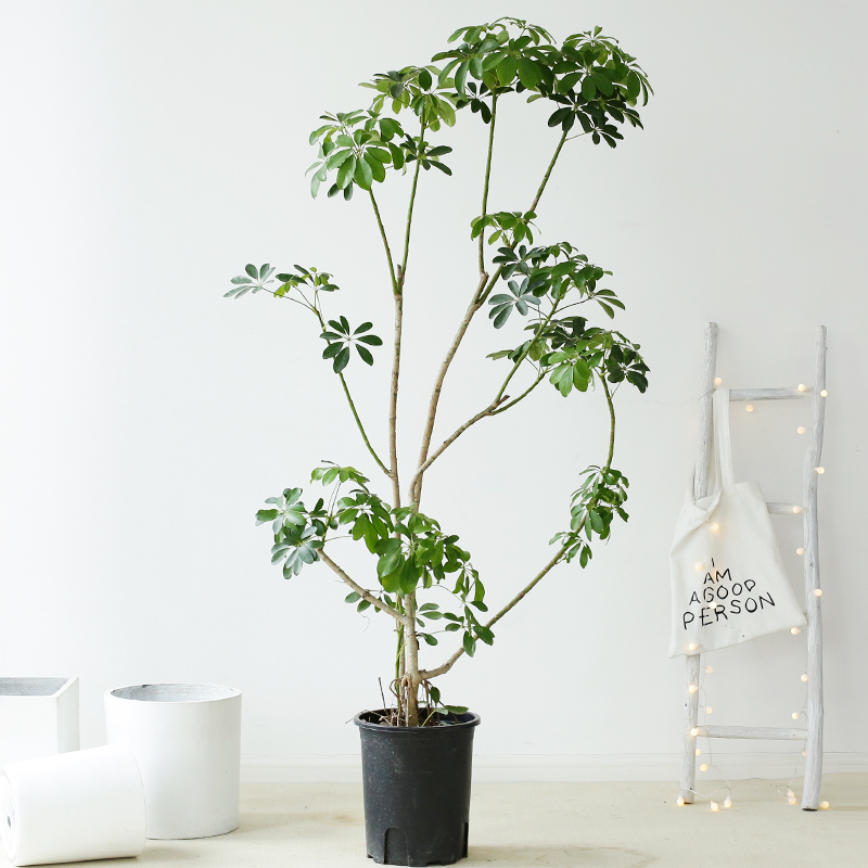 造型鸭脚木大盆栽七叶莲室内植物净化空气办公室客厅大型绿植 造型鸭