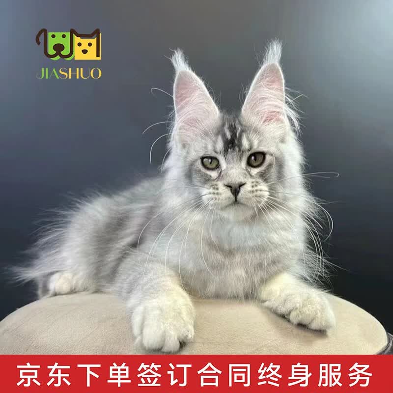佳朔 纯血统大体缅因猫活体幼猫宠物猫巨型缅因库恩猫温顺家养宠物猫 缅因银虎斑【宠物级】怎么看?