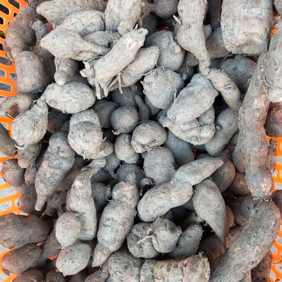 中草药野生白粉藤,粉藤蛋,独脚乌扣,粉藤薯,新鲜500克 500克