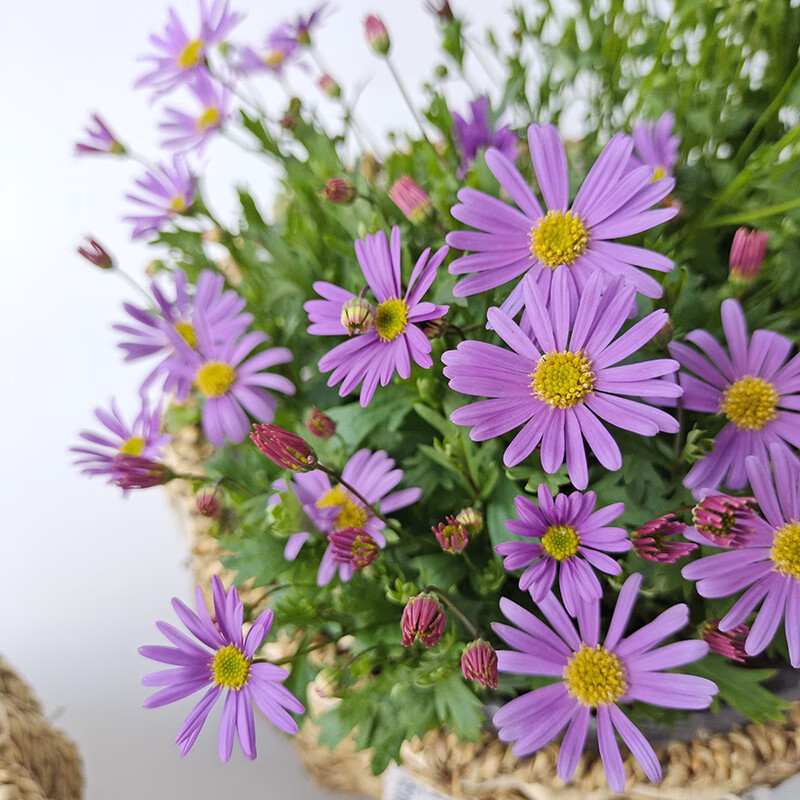 带花苞四季开花小雏菊苗阳台庭院花卉玛格丽特菊花小苗 紫色姬小菊2盆